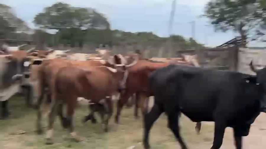 Lote 60 Vacas preñadas