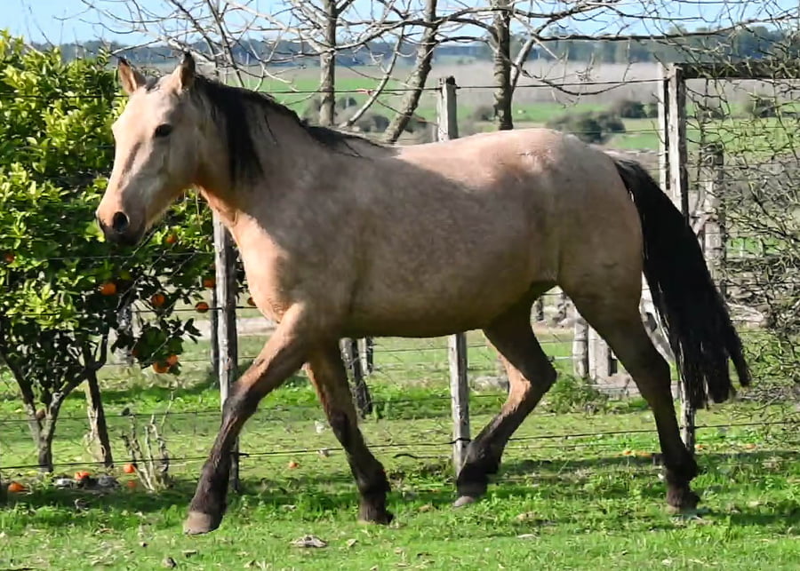 Lote CERVEZA MOLLES - NO SALE A VENTA