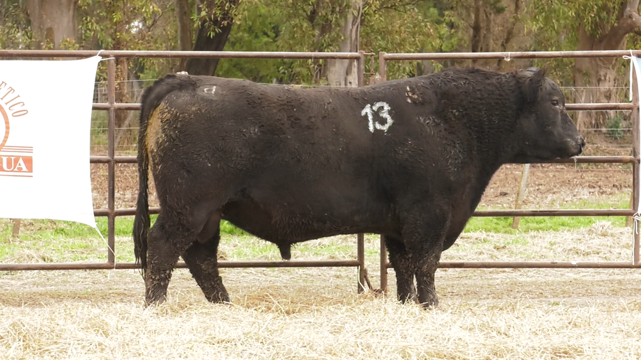 Lote TOROS ANGUS NEGROS  PC