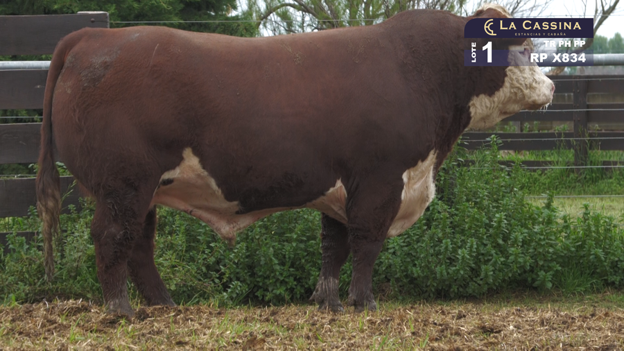 Lote TORO HEREFORD PURO PEDIGREE
