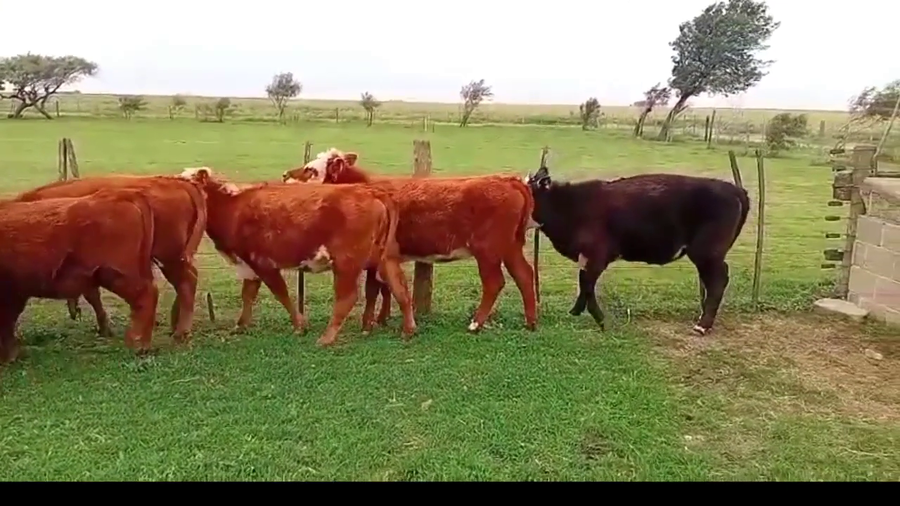 Lote 10 Terneros y Terneras