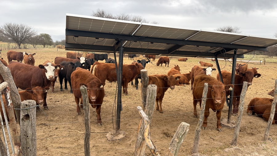 Lote 80 Terneros/as