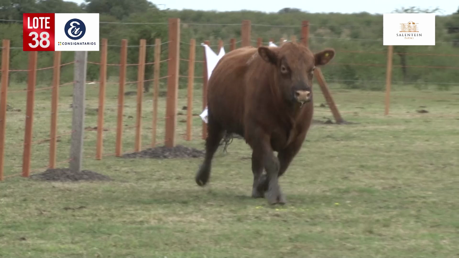 Lote Toros Angus Colorados Puros Controlados