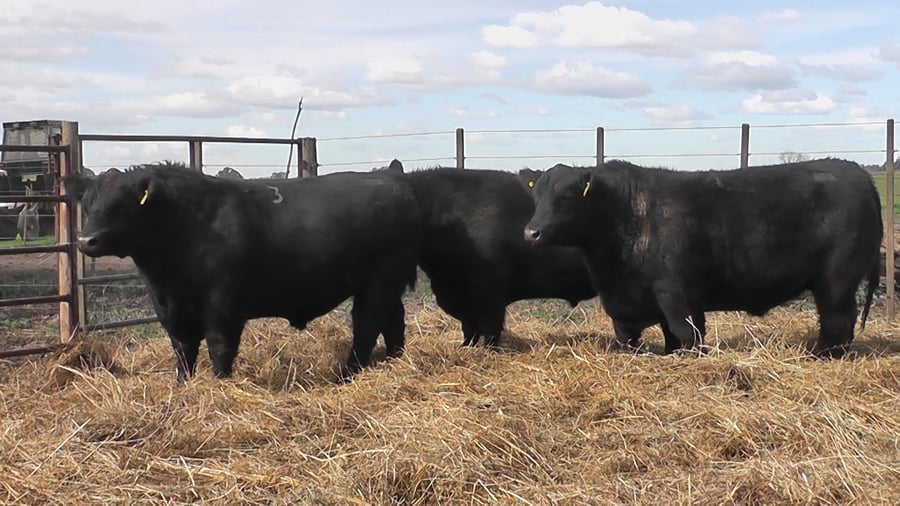 Lote TOROS PUROS POR CRUZA