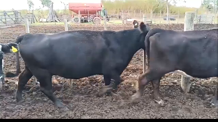 Lote 13 Vacas Cut Preñadas