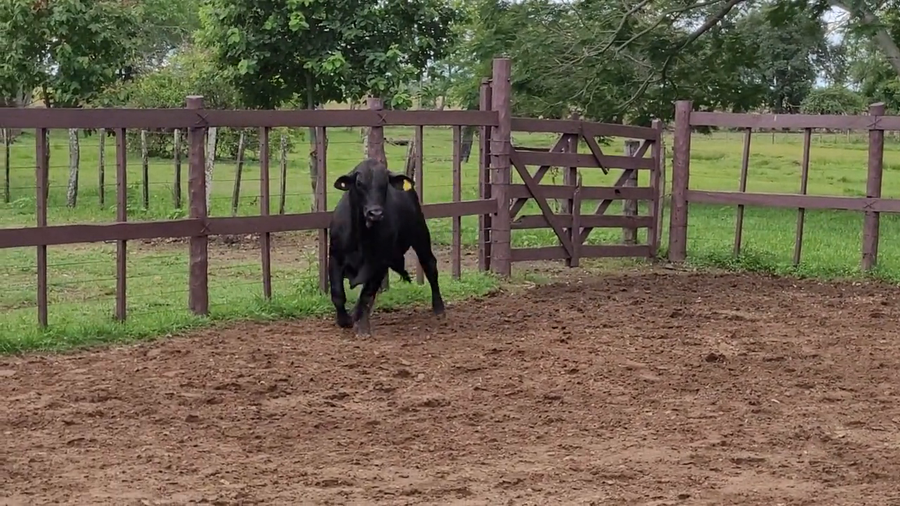 Lote Toros T. Brangus Negro a remate en Remate de Reproductores, Asunción