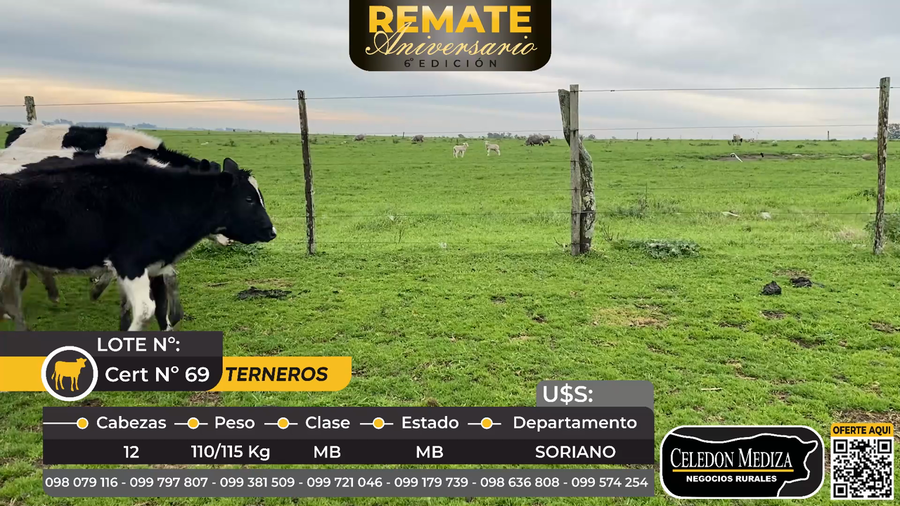 Lote 12 Terneros en Soriano