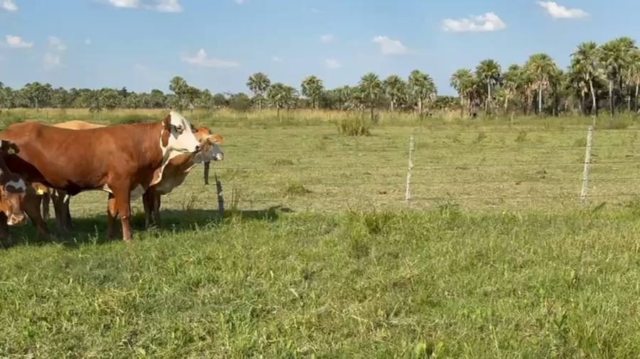 Lote 28 Vientres preñados