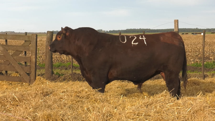 Lote Toros PC Colorados