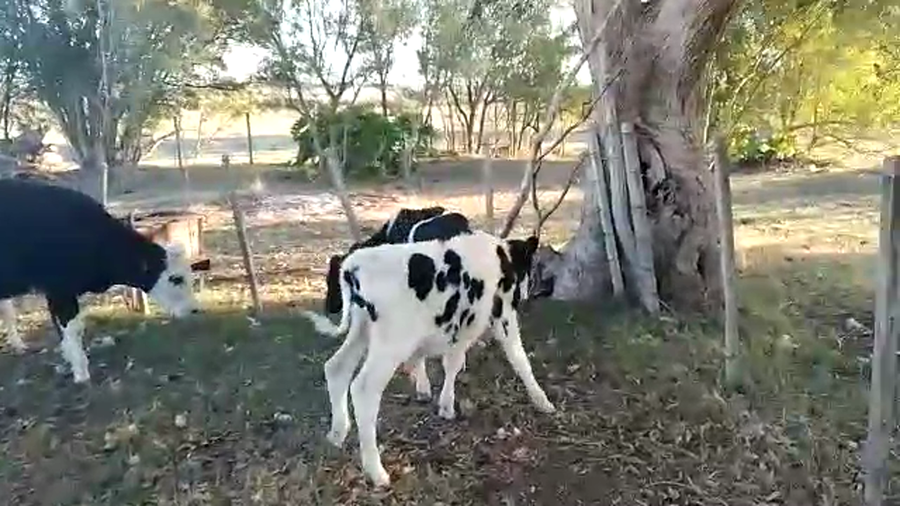 Lote Teneros Holando 8