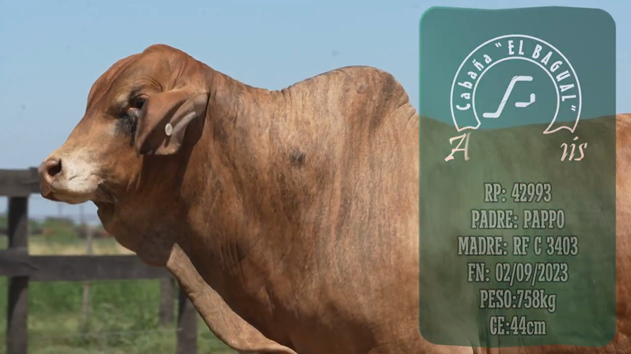 Lote Toro