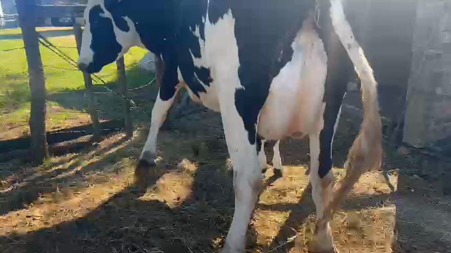 Lote Vaquillonas  a remate en Pantalla Camy - Aniversario 31 Años 450kg - , San José