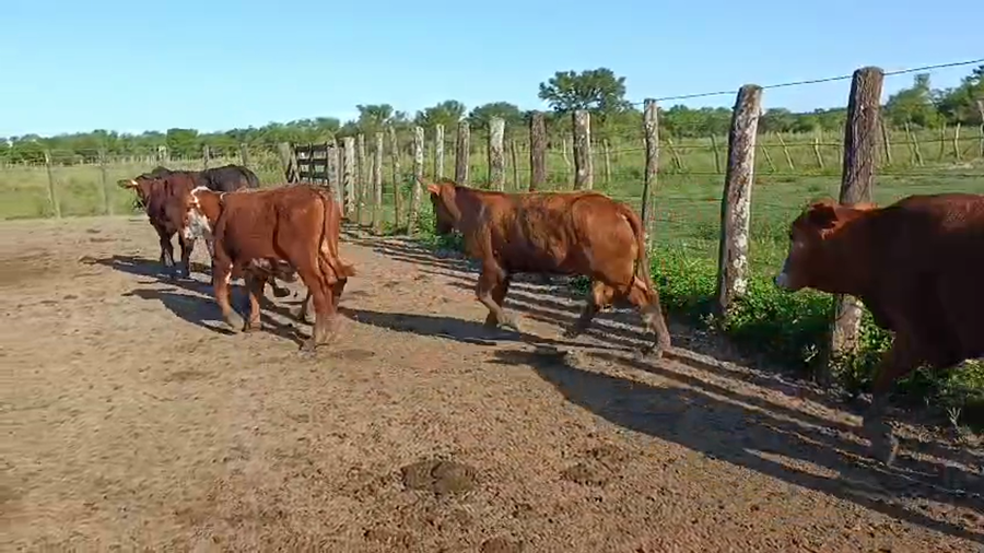 Lote 90 Novillitos
