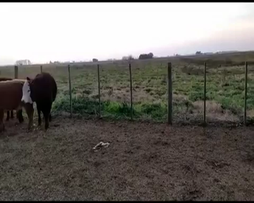 Lote 37 Terneros en Lobos, Buenos Aires