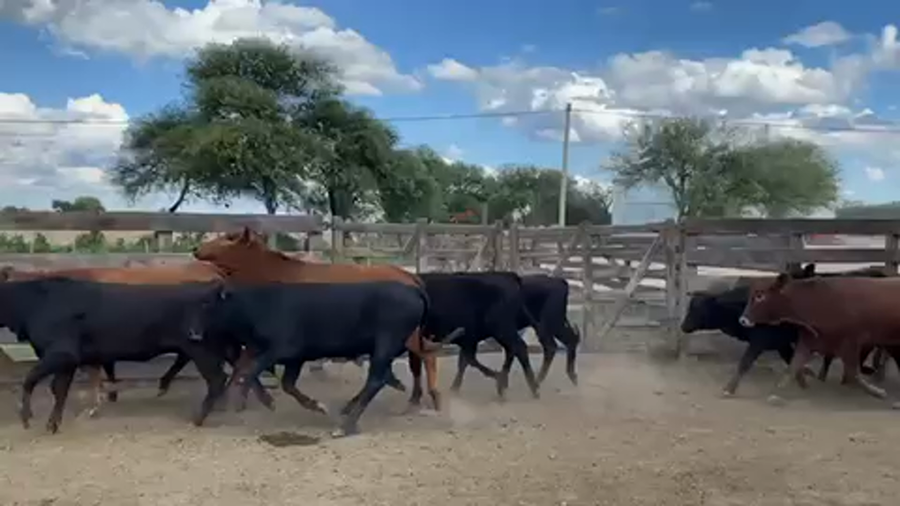 Lote 65 Vaquillonas en Las Lomitas, Formosa