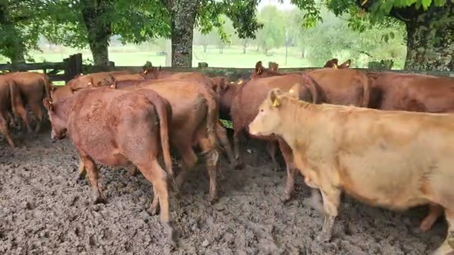 Lote 30 Vaquilla Engorda en Los Lagos, XIV Región Los Ríos