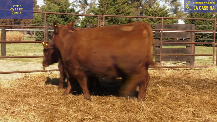 Lote VAQUILLONAS ANGUS PURO CONTROLADAS