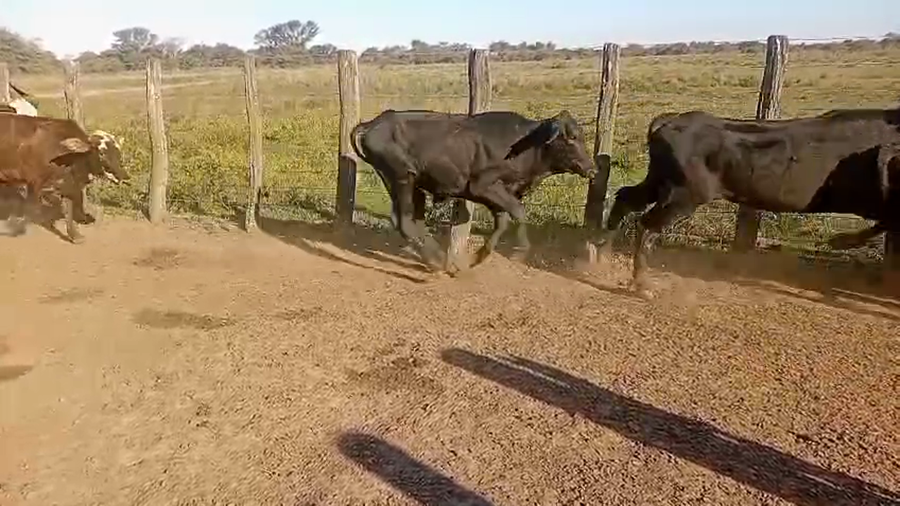 Lote 48 Novillitos