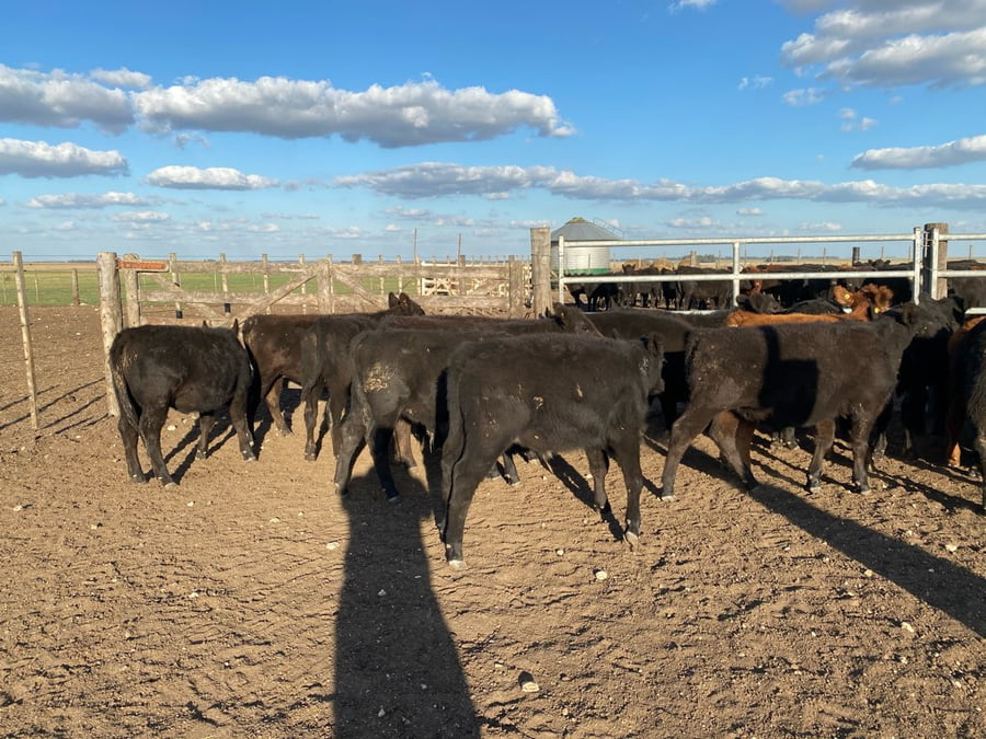 Lote 30 Terneros/as en Tres Arroyos, Buenos Aires