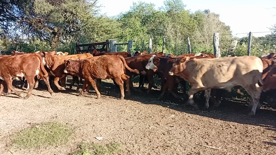 Lote 60 Terneros/as en Entre Ríos, El Cimarrón