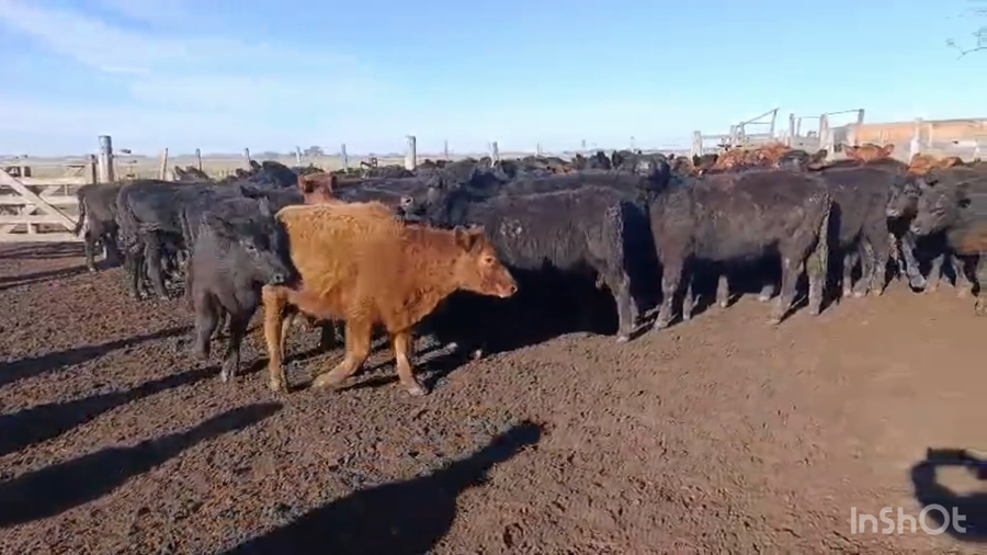 Lote 70 Terneras