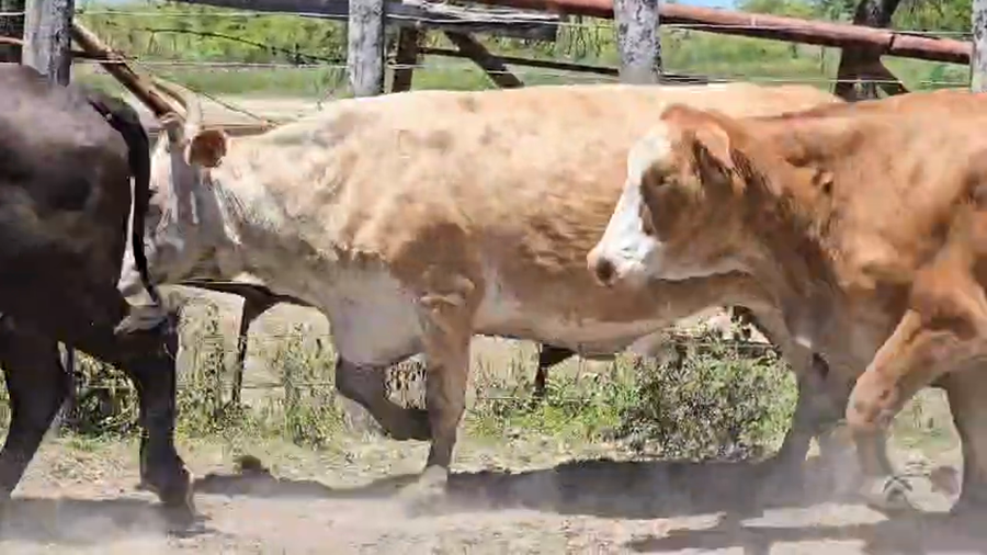 Lote 30 Vacas de invernar