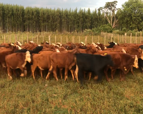 Lote 82 Novillitos en Virasoro, Corrientes