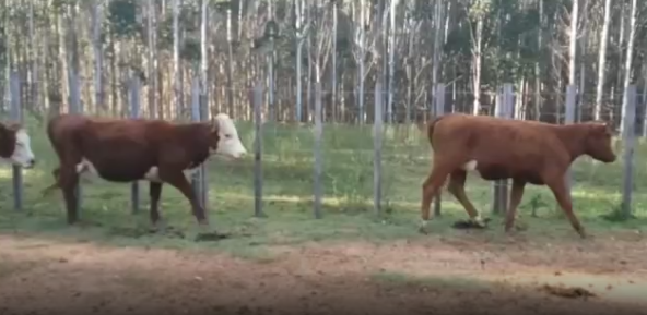 Lote 50 Vaquillonas en Cerro Largo