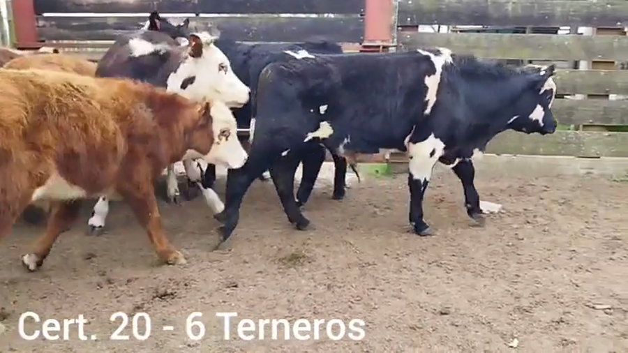 Lote TERNEROS