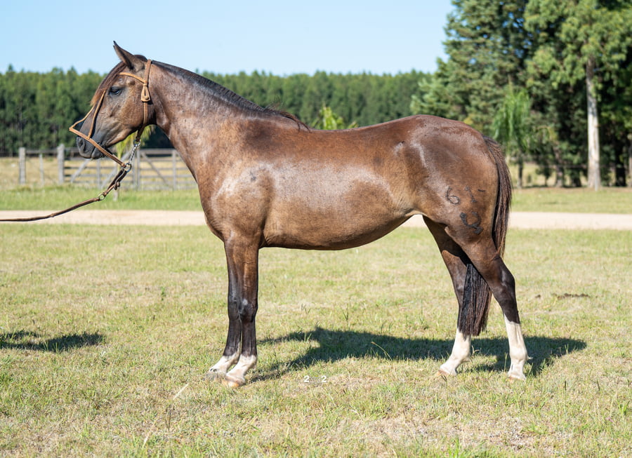 Lote ALBA ENTREVERADA DEL PORRÚA