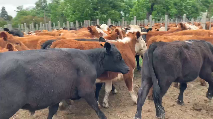 Lote 60 Novillos 1 a 2 años en Melo, Cerro Largo