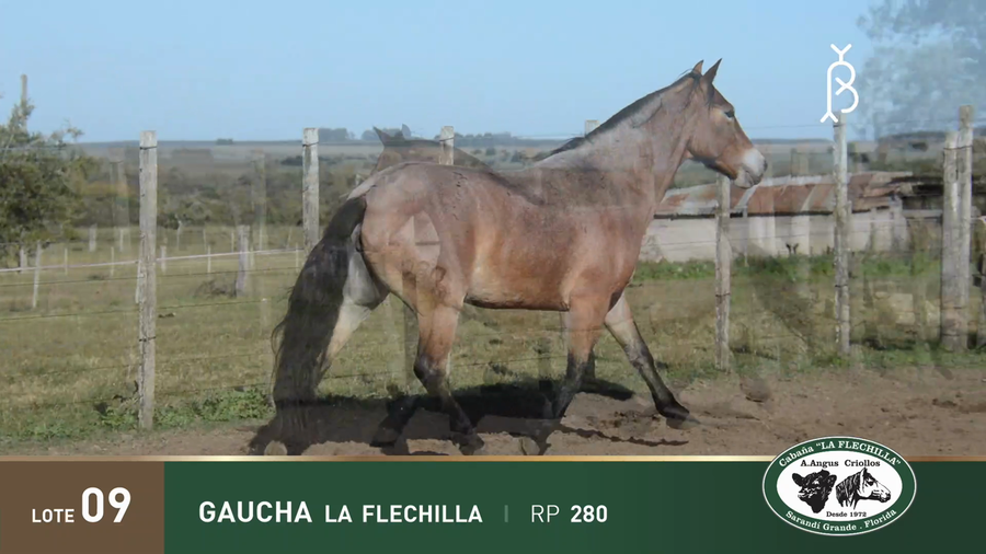 Lote GAUCHA LA FLECHILLA