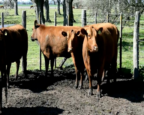 Lote VACAS COL. BASE PREÑADAS
