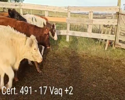 Lote (Vendido)17 Vaquillonas   3 HE - 2 AA - 4 RA - 5 RA HE - 1 CH - 1 CH AA -  - 1 RA NO a remate en Remate virtual de Coco Morales & Asoc. 325kg -  en A 8KM DE CARDONA