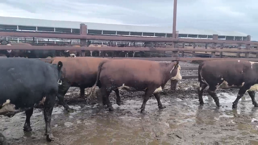 Lote 25 Vaquilla Gorda en Los Ángeles, VIII Región Biobío