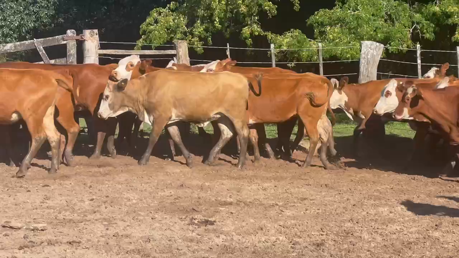Lote 110 Vaquillonas P/ entorar en Ituzaingó, Corrientes