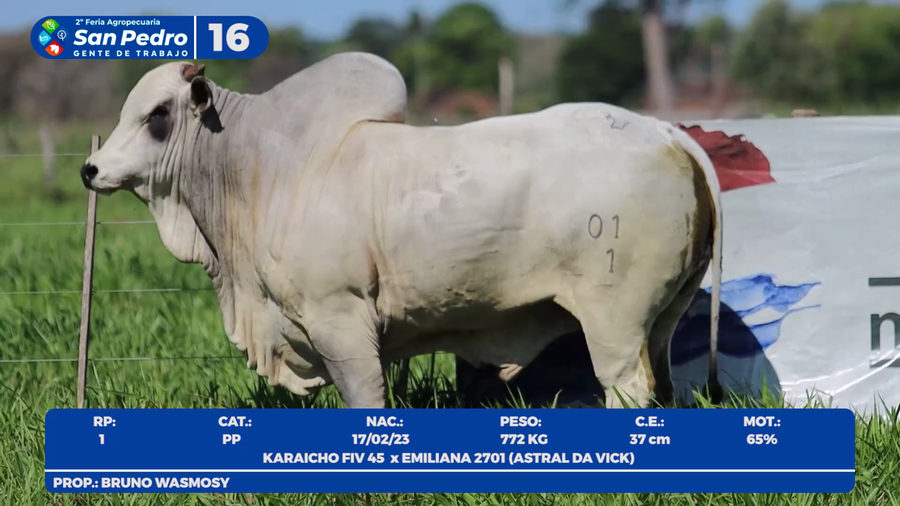 Lote LOTE 16- POR PANTALLA