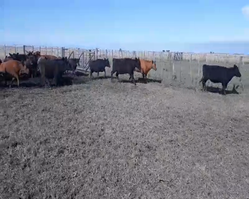 Lote 38 Vaquillonas en Buenos Aires, Olavarría