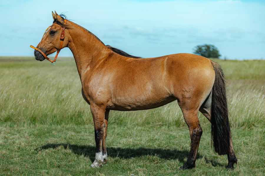 Lote Intensa Del Malo