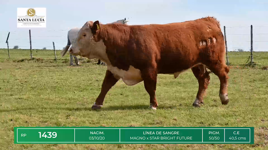 Lote TOROS HEREFORD