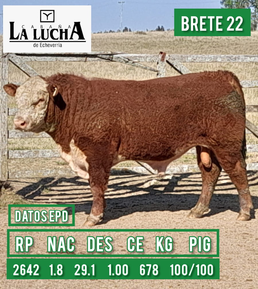 Lote TOROS POLLED HEREFORD PI