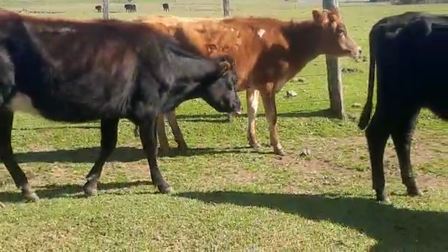 Lote 3 Vaquillonas 1 a 2 años KIWI a remate en PANTALLA CAMY 420kg - , San José