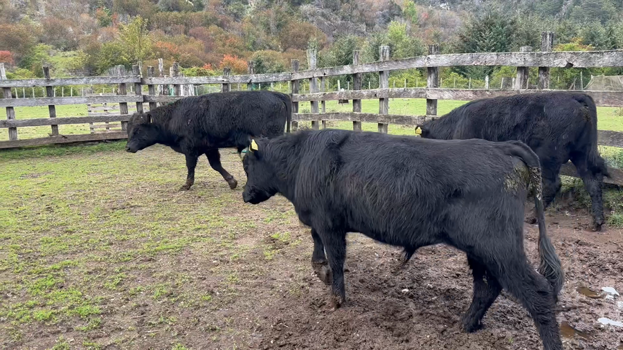 Lote 22 Ternero en Aysén, XI Región Aysén