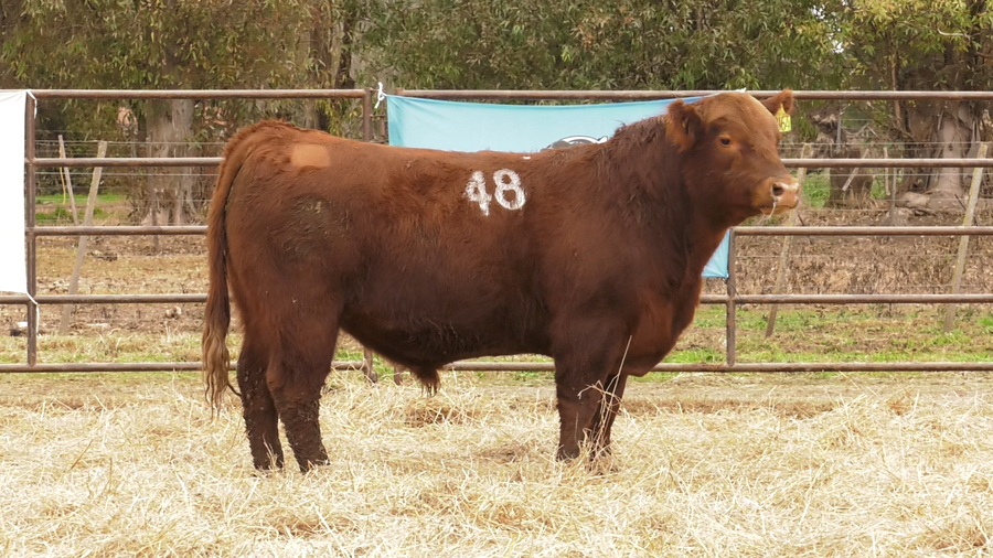 Lote TOROS ANGUS COLORADOS  PC