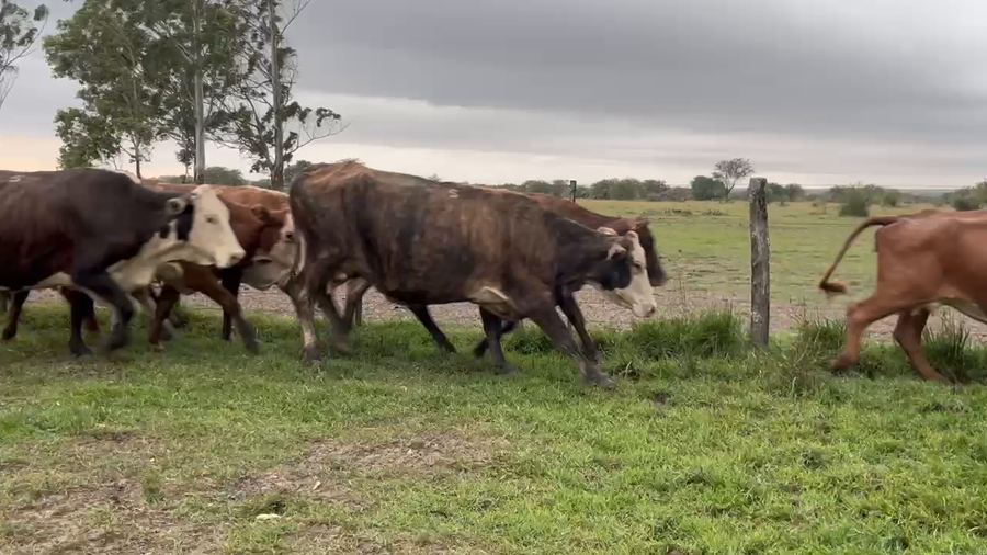 Lote 36 Vacas de invernar en Corrientes, Curuzú-Cuatiá