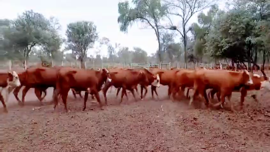 Lote 52 Vaquillonas en Quimilí, Santiago del Estero