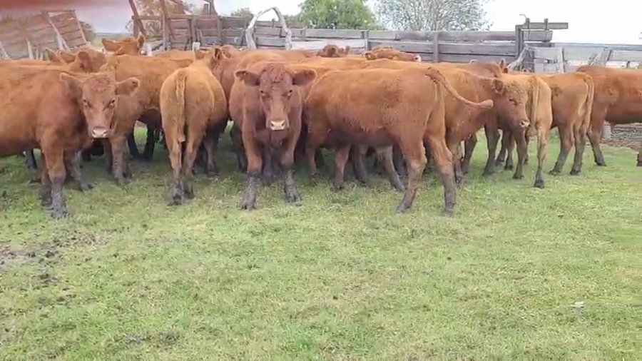 Lote 32 Novillitos en Villaguay, Entre Ríos