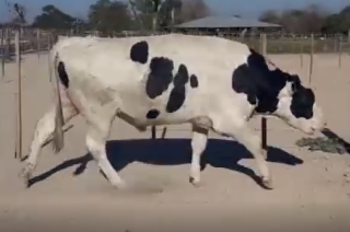 Lote GUARANTEE X DELTA X BOLTON X MORTY