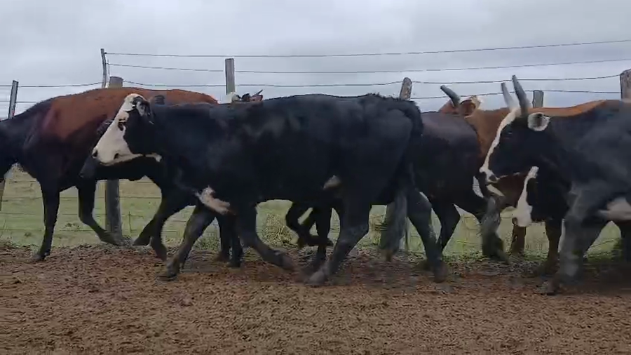 Lote 32 Vientres preñados en Corrientes, San Luis del Palmar