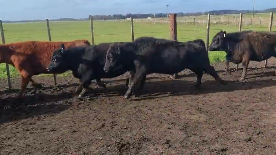 Lote 100 Terneros/as en Buenos Aires, Coronel Vidal